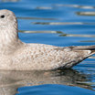 Thayer's Gull